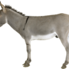 9e26c8d55bf3fbd21410f86e71ac7a68