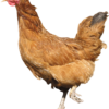 chicken png 23131