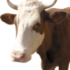 cow png 29106