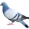 dove png 33376