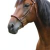vecteezy close up of a brown horse s head and neck wearing a leather 70231581