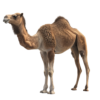 —pngtree—arabian camel isolated 15568900