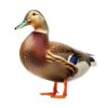 —pngtree—isolated duck on white background 9145535