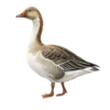 —pngtree—realistic goose illustration for farm 20475641