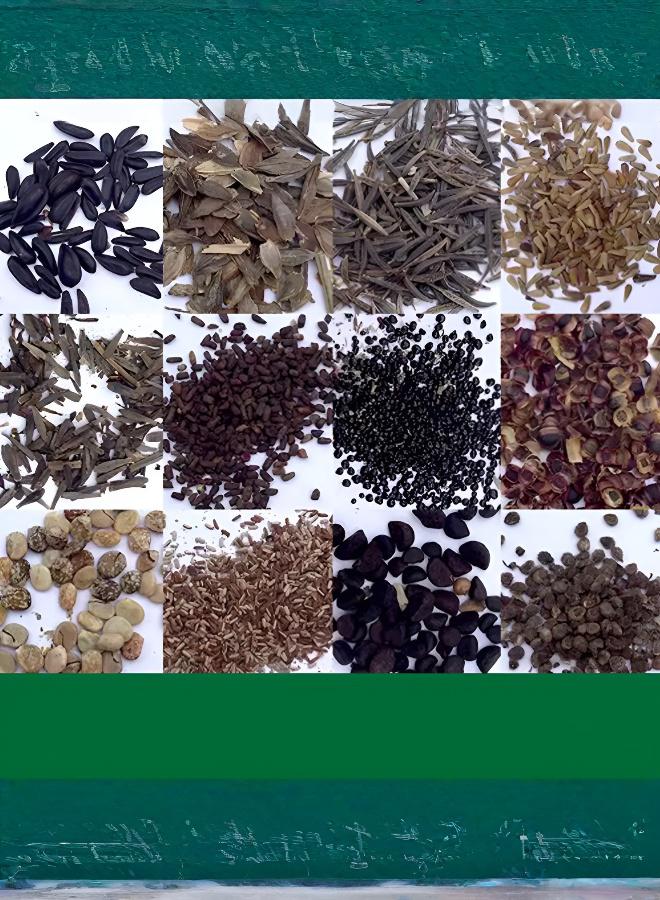 مجموعة بذور زهور موسمية